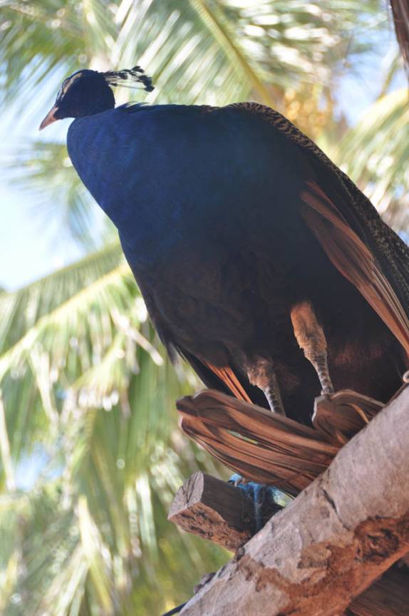 Um dos habitantes do Rancho do Buna, em Atins, nos Lençóis Maranhenses - MA